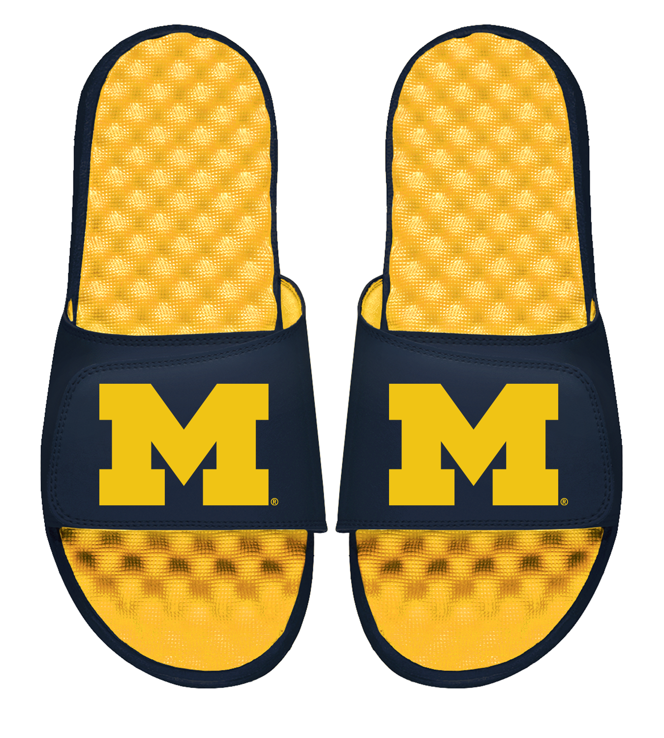 Michigan Maize Primary Blown Up Slides